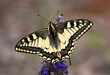 Paź królowej Papilio machaon