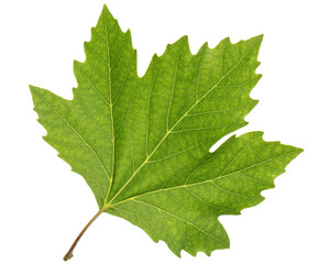 green maple leaf, isolated on white background