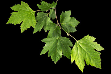 maple branch with young green leaves, isolated on black background