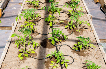 Wall Mural - Water dripping system in home vegetable garden watering tomato plants in greenhouse. Water drip irrigation system.
