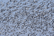 Flock Of Snow Geese Taking Off Under A Clear Blue Sky