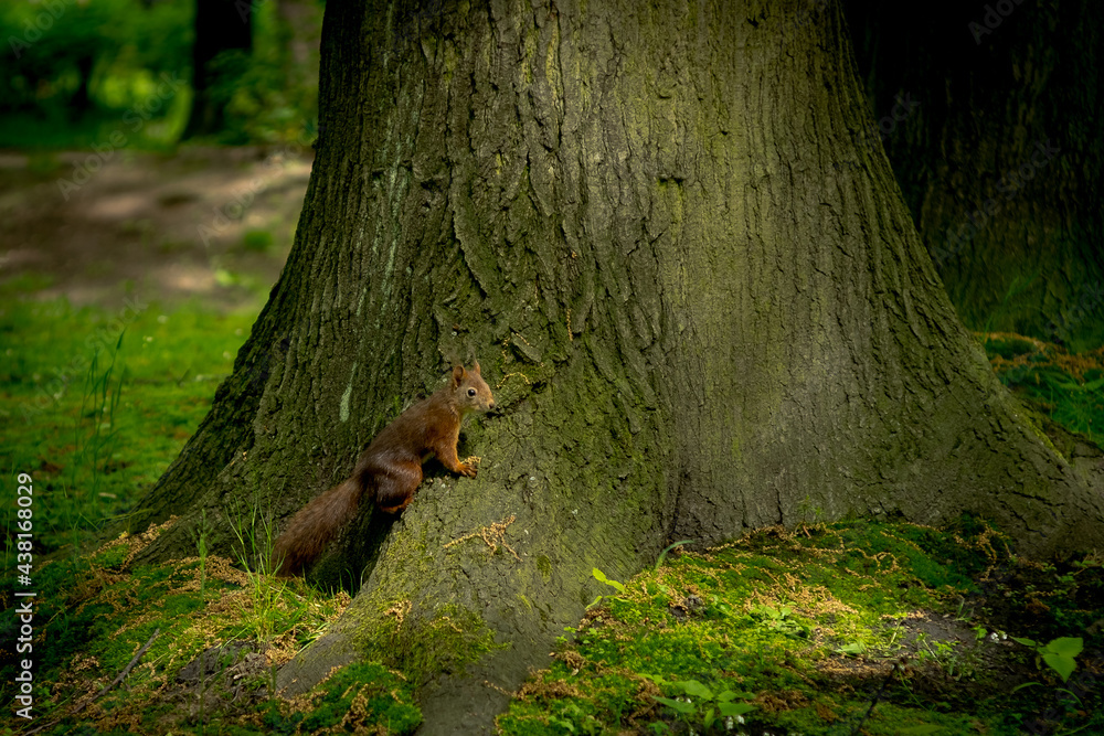 Wiewiórka na pniu drzewa  - obrazy, fototapety, plakaty 