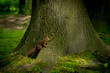 Wiewiórka na pniu drzewa 