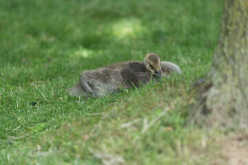 Wall Mural - isolated canada goose gosling lounging on grass