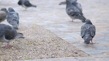 Medium Shot Of Pigeons On The Ground
