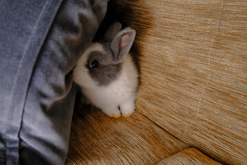 white and gray cute rabbit peeking from the pillow on the sofa close-up. Copy space.