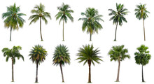 Set Of Coconut And Palm Trees Isolated On White Background, Suitable For Use In Architectural Design, Decoration Work, Used With Natural Articles Both On Print And Website.