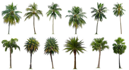 Set of coconut and palm trees isolated on white background, Suitable for use in architectural design, Decoration work, Used with natural articles both on print and website.