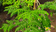 © ECO LENS - Drumstick tree also known as malunggay, moringa and kelor branch with thick fresh and organic edible green leaves background. Selective focus close up top view from drumstick tree growing plantation.