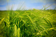 barley crop field close up. beautiful  field