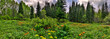 Panorama of spring flowering forest glade. Blossoming meadow near woodland with herbs, bright orange and yellow wild flowers between birches and fir trees, cloudy sky. Beauty of nature in springtime