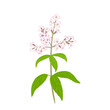 Lemon verbena flower isolated on white background. Vector illustration of a fragrant plant in cartoon flat style.