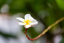 Plumeria Flowers Are Blooming In The Warm Morning Air.