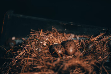 Two small swallow eggs. They lie in a nest near the sea. Around a nest of hay