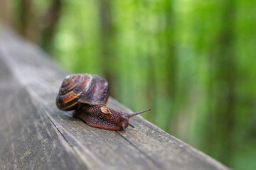 European brown garden snail in forest