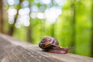 European brown garden snail in forest