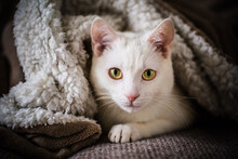 Portrait Of A White Cat Lying On A Sofa Under A Blanket