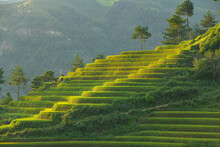 Terraced Rice Fields, Mu Cang Chai, Yen Bai, Vietnam