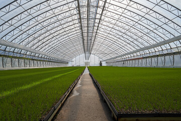 greenhouse in a greenhouse