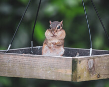 The Eastern Chipmunk Is Found In Southeastern Canada And Most Of The The Northeastern United States 