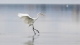 Fototapeta Zwierzęta - Elegant white heron landing on a lake on a neutral background. Great egret, Casmerodius albus.
