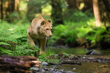 Close-up Portrait Of A Lioness Chasing A Prey In A Creek. Top Predator In A Natural Environment. Lion, Panthera Leo.