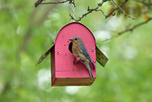 Female Eastern Bluebird On A Perch Of A Birdhouse Where Her Young Are Nesting.