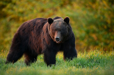 Wall Mural - Wild brown bear ( Ursus arctos )