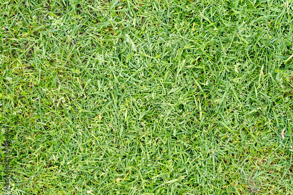 Freshly cut grass texture background Stock Photo | Adobe Stock