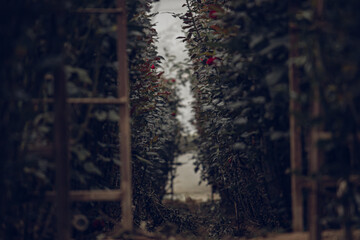 greenhouse with rose bushes in dark hue