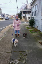 A Middle Aged Caucasian Woman Wearing A Long Pink Winter Jacket, Hat And Gloves Walking Her Two Dogs That Are Also Wearing Jackets
