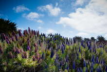 Pride Of Madeira Flower With Clouds And Blue Skies