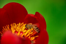 Bee In A Peony