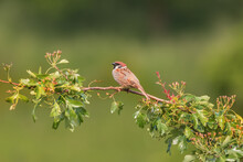 Little Bird Sparrow Sitting On A Branch Of A Green Bush.