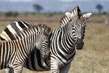 Fototapeta Sawanna - Steppenzebra / Burchell's zebra / Equus burchellii....