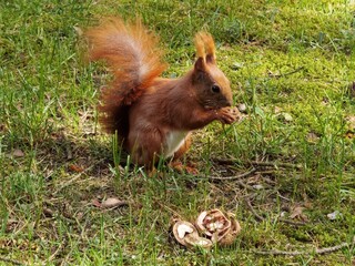 Red squirrel eat nut on the green grass, close up.