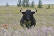 Spanish bull resting in the field