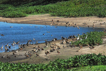 BIRDS- Africa- A Large Flock Of Colorful Egyptian Geese Enjoy The Shore