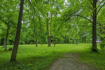 A path for pedestrians to walk in a green city park in the summer daytime