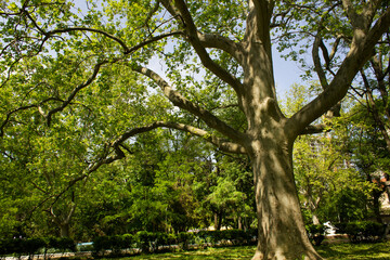 old tall platanus occidentalis tree into green spring botanical garden with grass lawn