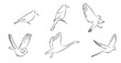 6 Vögel Birds Konturen Zeichnungen Vektor Grafik Lineart