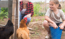 Little Girl Feeding Chickens In Hen House - Helping Parents
