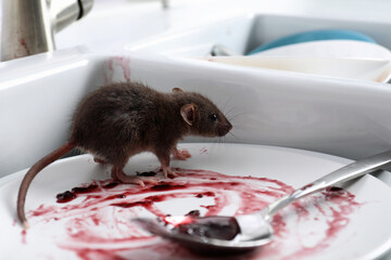 Wall Mural - Rat and dirty dishes in kitchen sink. Pest control