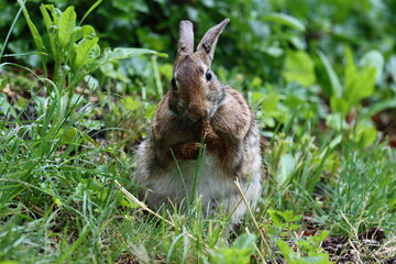 Poster - Eastern cottontail rabbit licking its feet