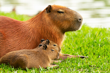 Wall Mural - Capybaras in the barigui park.