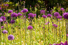 Gorgeous Purple Blooms Growing Tall In A Spring Garden In May