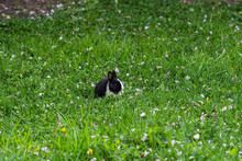 One Cute Tiny Black Bunny With White Stripes Eating On Pink Flower Petals Filled Grass Field 