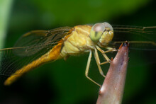  The Yellow-sided Skimmer Dragonfly
