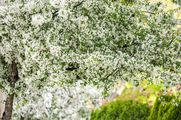 Wall Mural - dense, bright, and beautiful white cherry flowers blooming in the park 