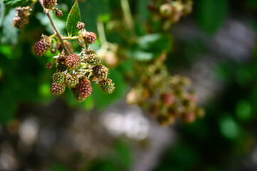 Poster - Unripe blackberry fruits outdoors on a plant.